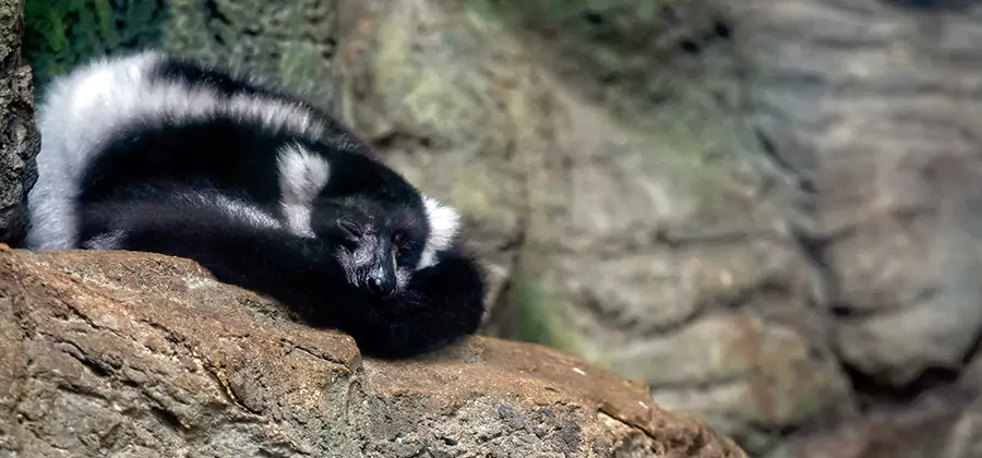 Humane Skunk Removal in Maplewood