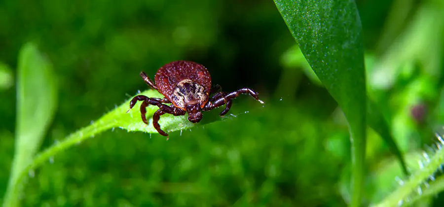 Tick Prevention for Yard in Maplewood