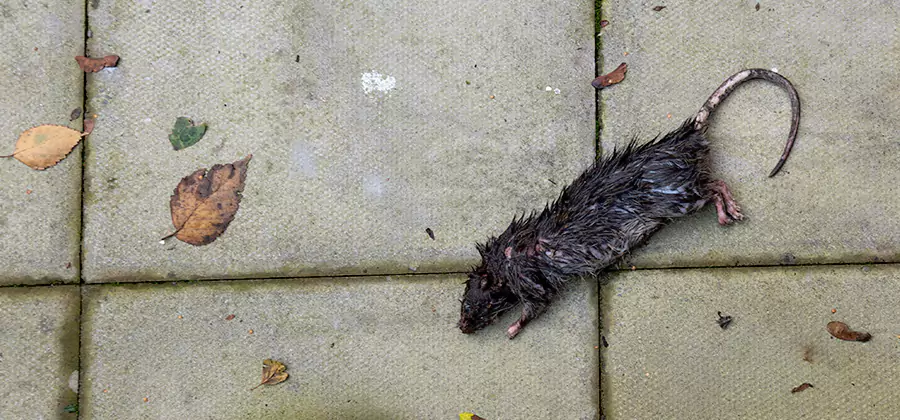 Mice in the Attic Removal in Maplewood