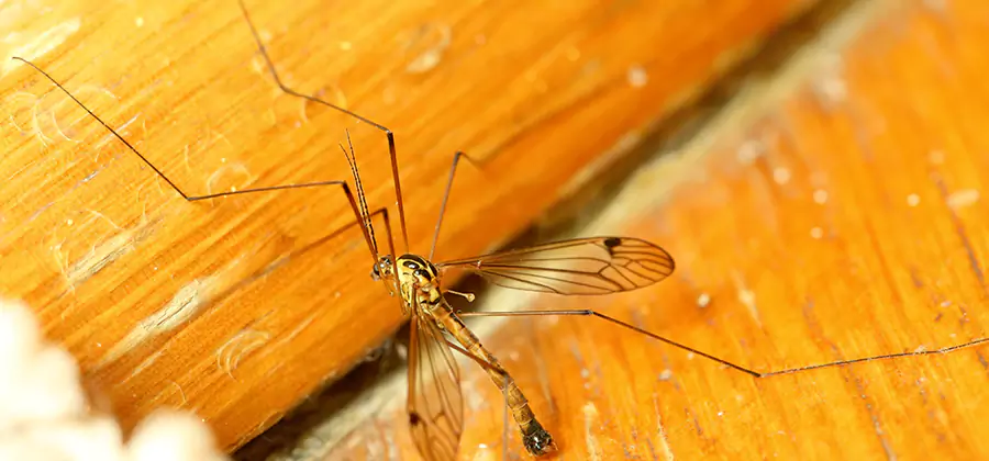 Exterior Mosquito Control in Maplewood