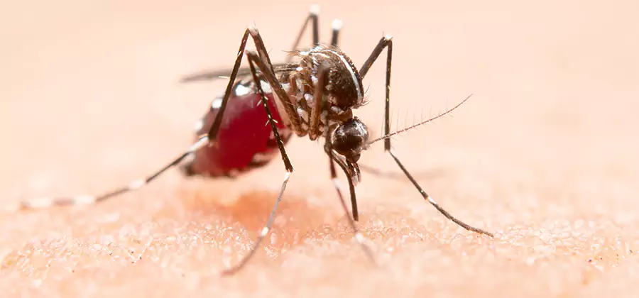 Indoor Mosquito Killer and Interior Control in Maplewood