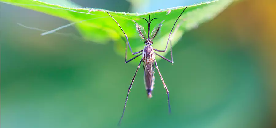 Pest and Mosquito Control for Yard and Patio in Maplewood
