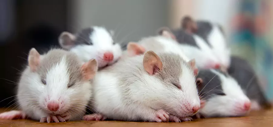 Maplewood Pet Safe Mice Control