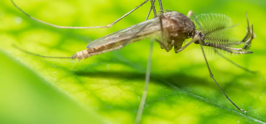 Herbal Mosquito Repellent Treatment in Maplewood