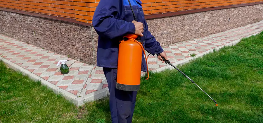 Non Toxic Termite Treatment in Maplewood