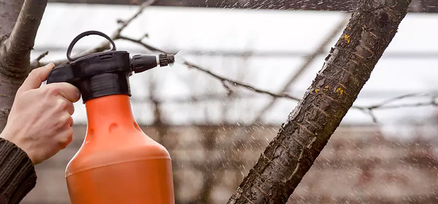 Orange Oil Structural Cavity Treatment in Maplewood