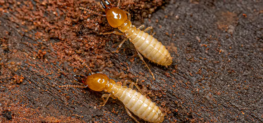 Natural Ant Hill Killer Treatment in Maplewood