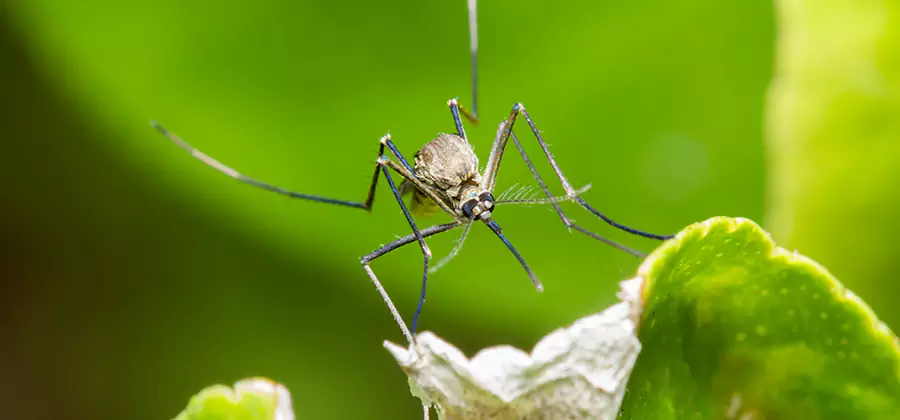Natural Outdoor Mosquito Repellent in Maplewood
