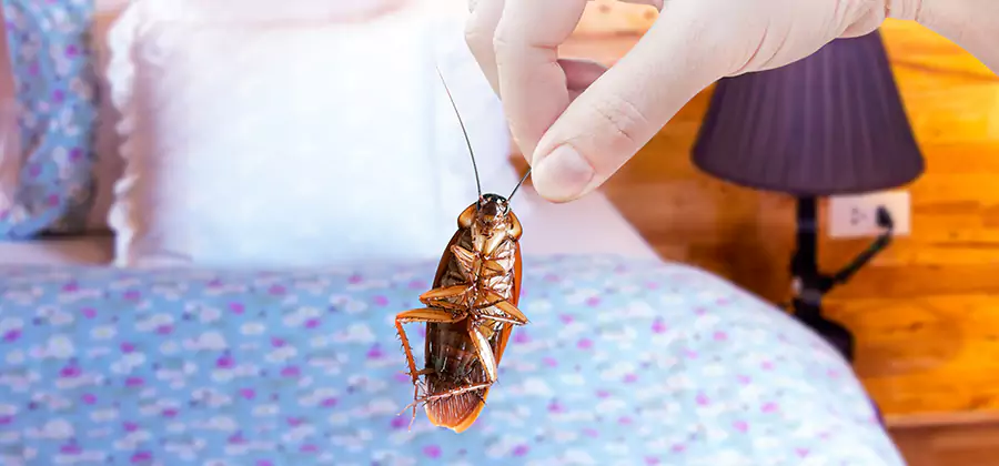 Bed Bug Inspection in Maplewood