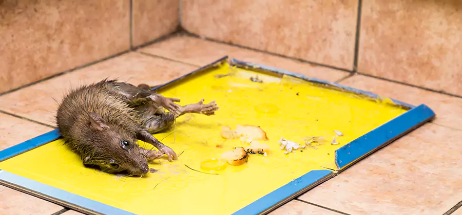 Rat Trapping Service In Maplewood