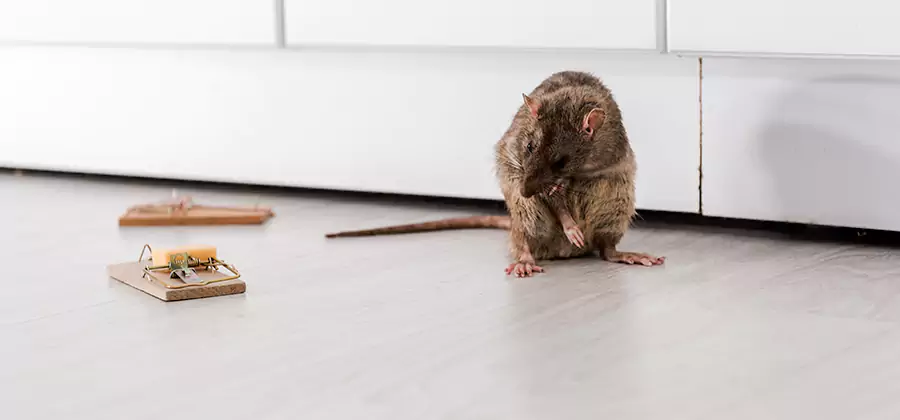 Rat Baiting Removal Service in Maplewood