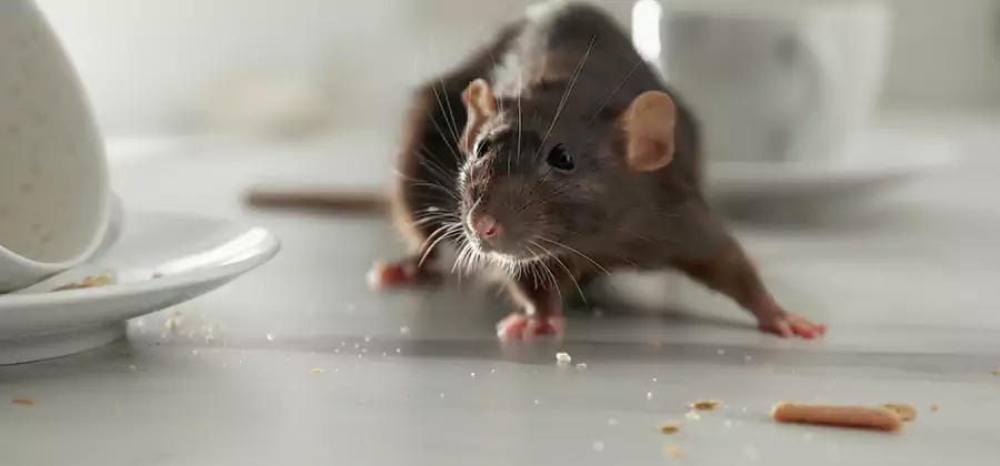 Attic Rat Exclusion Service in Maplewood