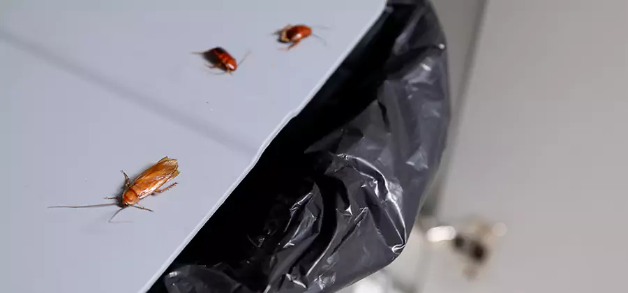 German Roach Pest Control in Maplewood
