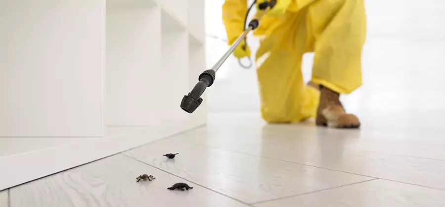 Roach and Bed Bug Exterminator in Maplewood