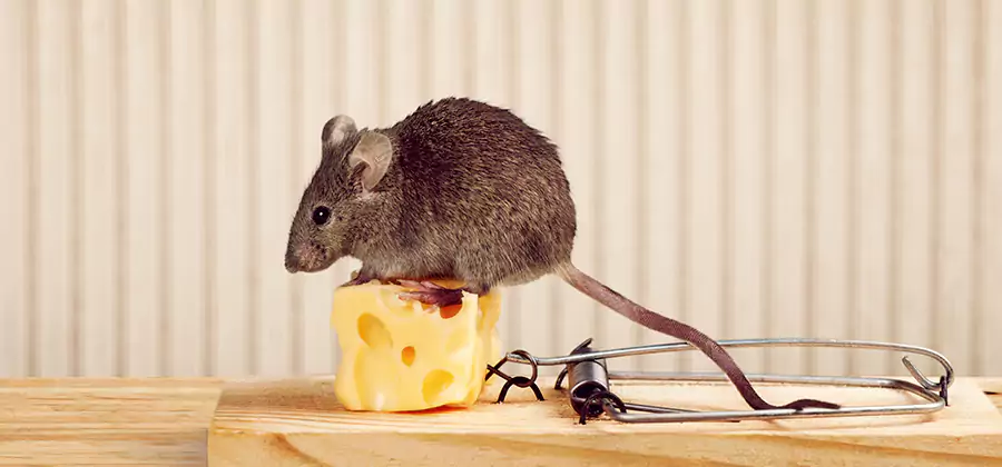 Commercial Rodent Exclusion Services in Maplewood