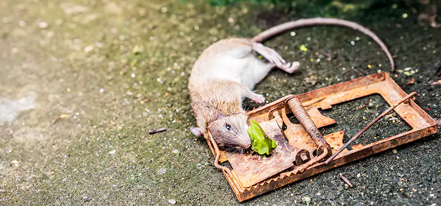 Rat Trapping in Maplewood