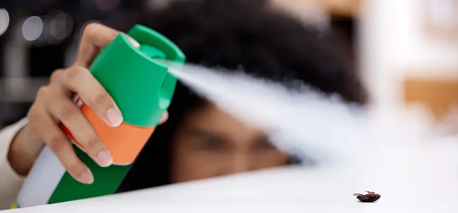 Child Safe Bed Bug Treatment in Maplewood