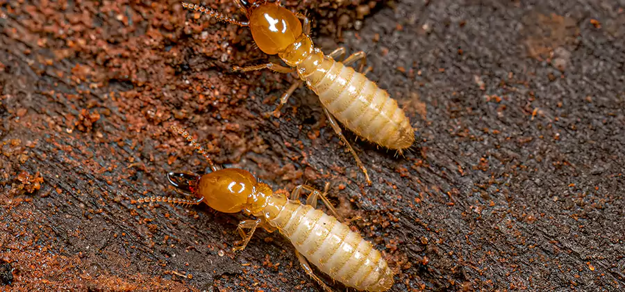 Sentricon Residential Termite Control in Maplewood