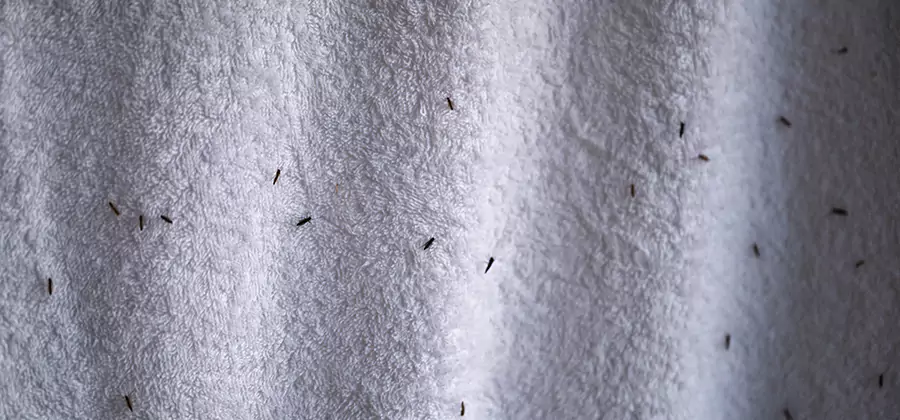Small Black Ants in Bathroom Treatment in Maplewood