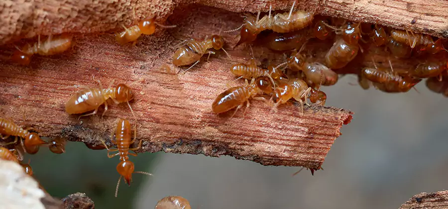 Perimeter Soil Termite Treatment in Maplewood