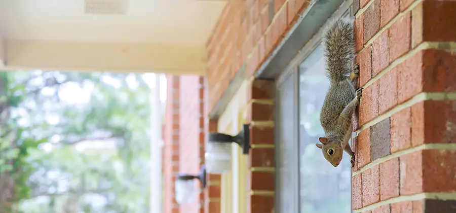 Squirrel Inside Walls Removal in Maplewood