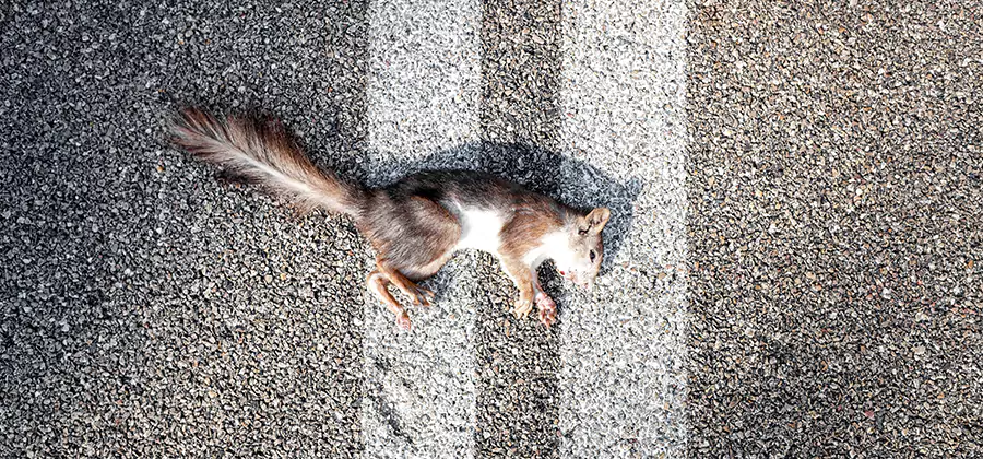 Dead Squirrel Removal in Maplewood