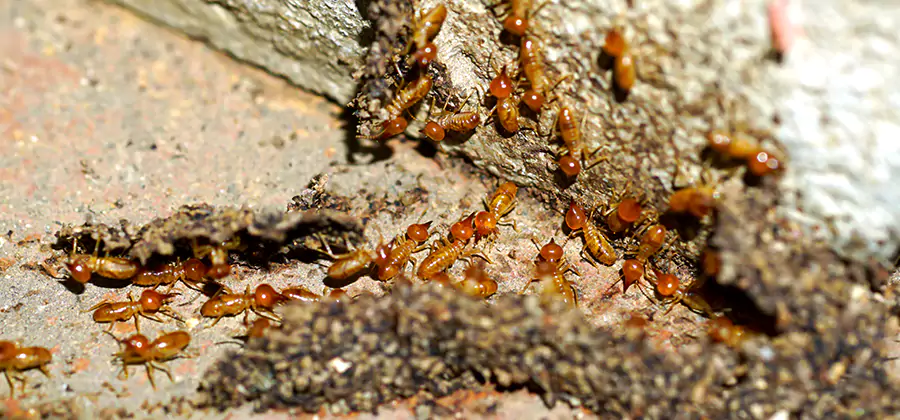 Wood Treatment and Localized Termite Solutions in Maplewood
