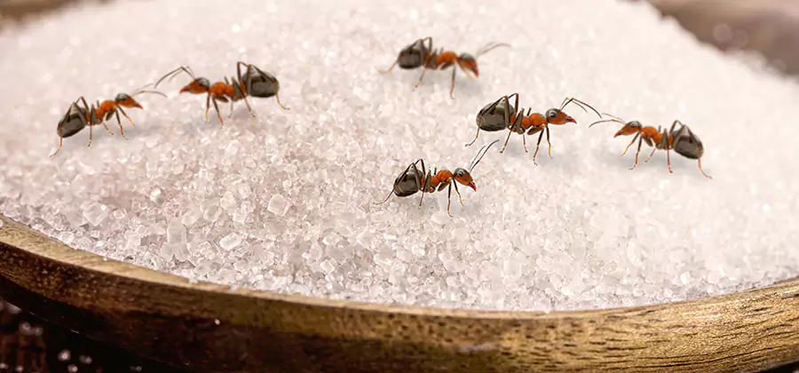 Indoor Sugar Ant Treatment in Maplewood