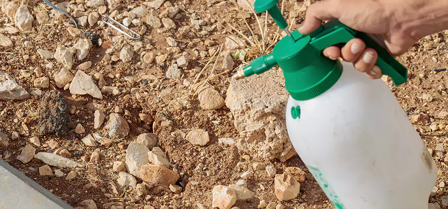 Heat Treatment Termite Cost in Maplewood