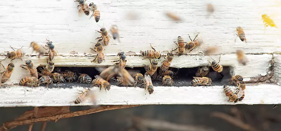 Residential Termite Fumigation in Maplewood