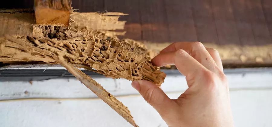 Pre-Purchase Termite Inspection in Maplewood