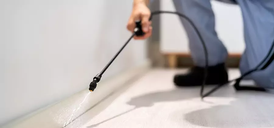 Direct Termite Injection Treatment in Maplewood