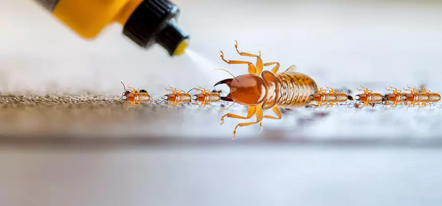 Foundation Termite Spraying Control in Maplewood