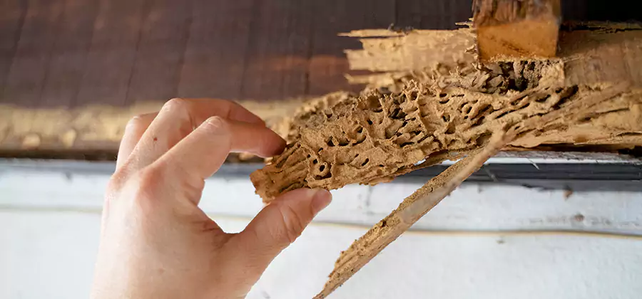 Pre-Construction Termite Treatment in Maplewood