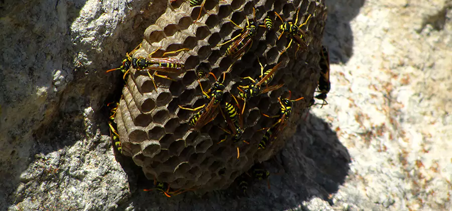 Wasp Nest in Tree Removal Maplewood