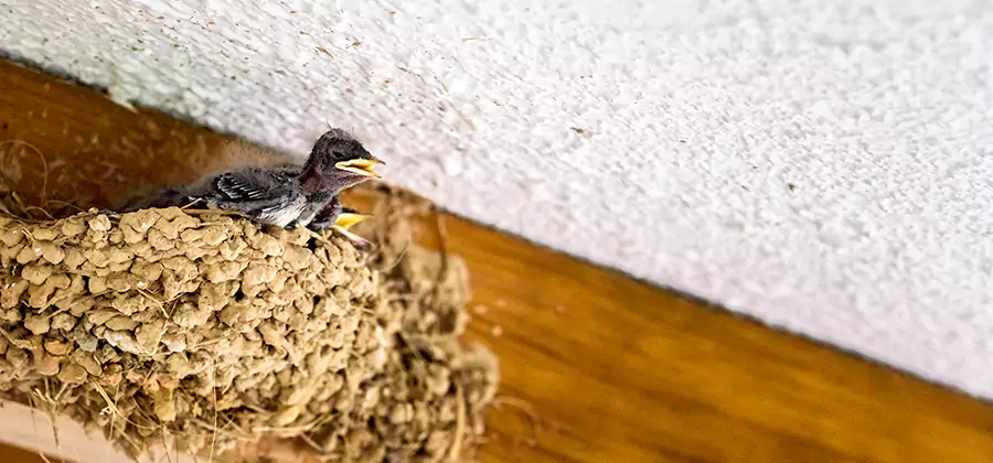 Bird Removal From House in Maplewood