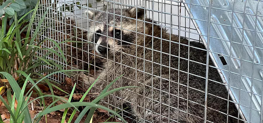 Wildlife Relocation Services in Maplewood