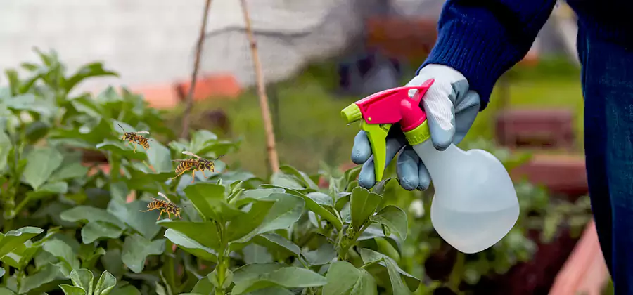Yellow Jacket Pest Removal for Commercial Properties in Maplewood