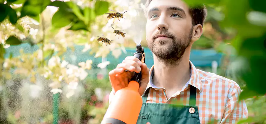Yellow Jacket Wasp Removal in Maplewood