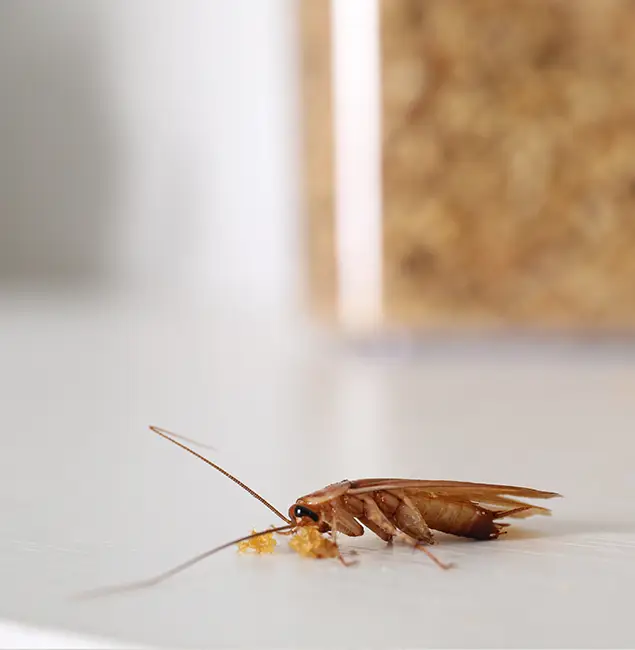 Why Maplewood Pest Control Pro Stands Out in Maplewood, NJ?