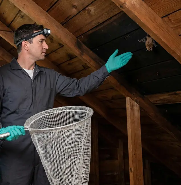 Why Maplewood Pest Control Pro Is the Right Choice in Maplewood, NJ?