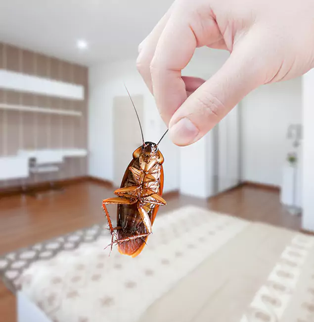 Why Maplewood Pest Control Pro Stand Out for Bed Bug Fumigation in Maplewood, NJ?