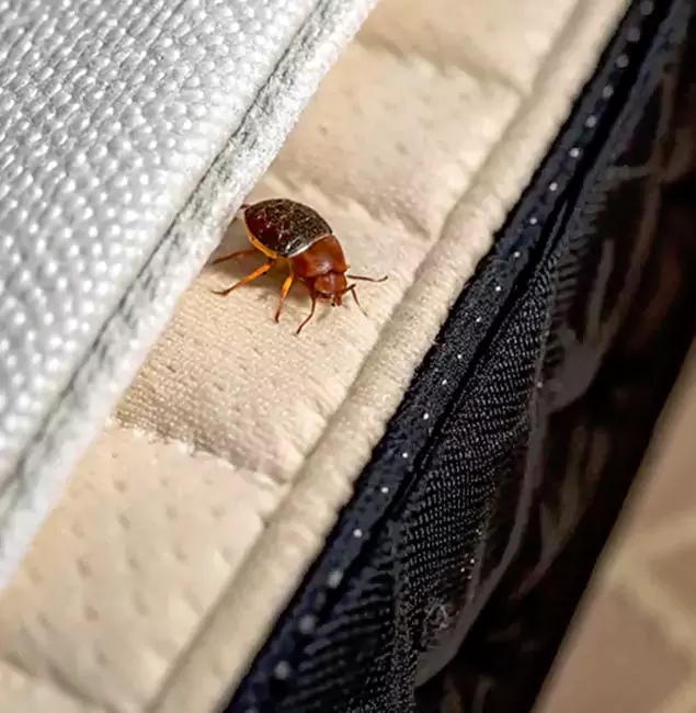 Why Choose Maplewood Pest Control Pro for Bed Bug Treatment at Home in Maplewood, NJ?