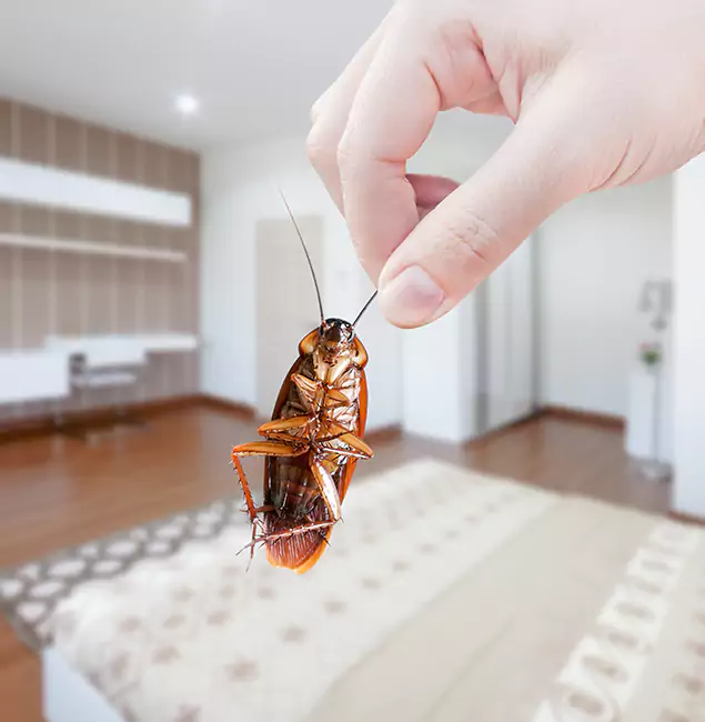 Why Maplewood Pest Control Pro Stand Out For Bed Bug Inspection in Maplewood, NJ?