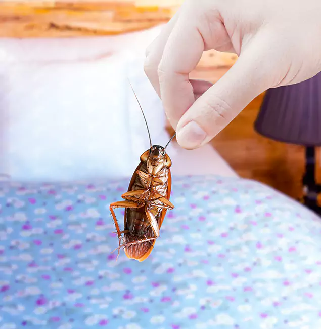 Why Choose Maplewood Pest Control Pro for Bed Bug Treatment in Maplewood, NJ?