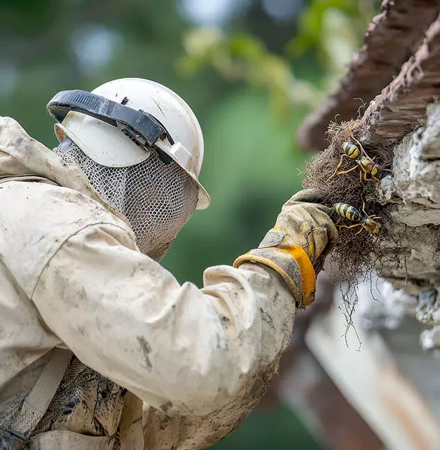 Why Maplewood Property Owners Choose Maplewood Pest Control Pro for Bee Exterminator?