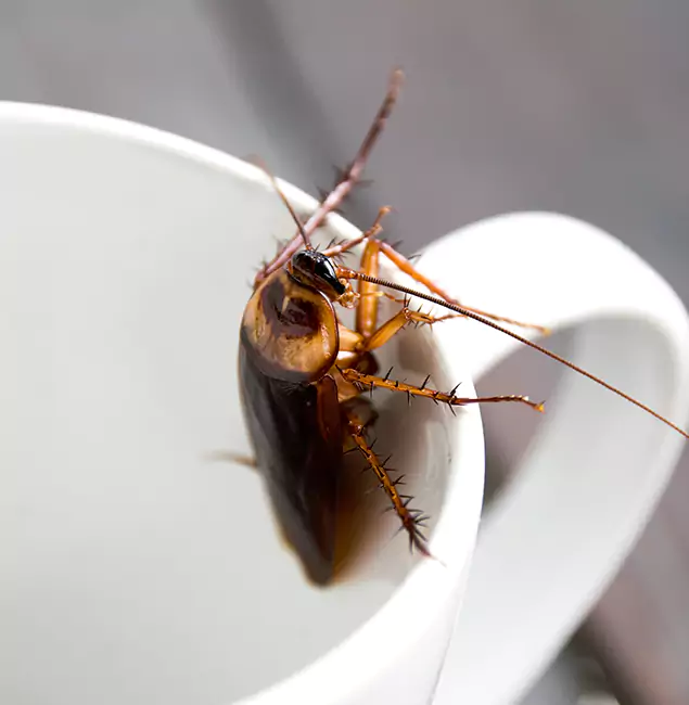 Why Maplewood, NJ Residents Trust Maplewood Pest Control Pro for Cockroach Fumigation?