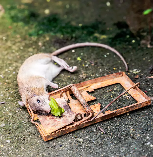 Why Maplewood, NJ Homeowners Trust Maplewood Pest Control Pro for Rodent Removal?