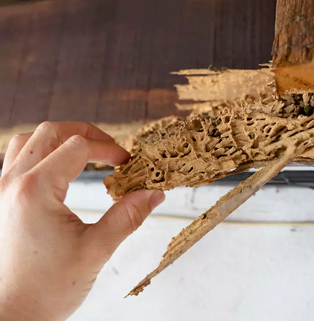 Why Choose Maplewood Pest Control Pro in Maplewood, NJ?