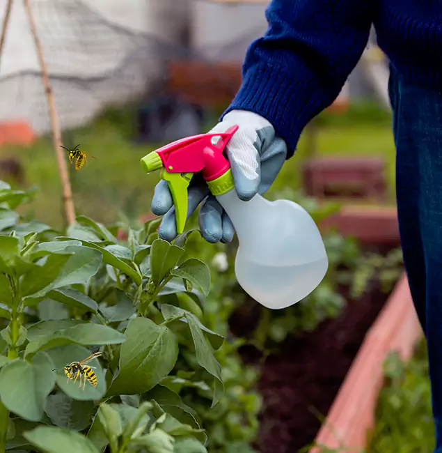 Why Maplewood Homeowners Choose Maplewood Pest Control Pro for Honey Bee Removal?